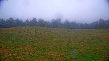 Tennessee Elk Live Webcam - Nov 3, 2025, 10:52am EST