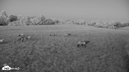 Tennessee Elk Live Webcam - Oct 7, 2026, 7:34pm EDT