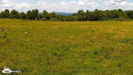 Tennessee Elk Live Webcam - Jul 15, 2026, 3:03pm EDT