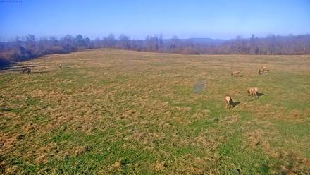 Tennessee Elk Live Webcam - Nov 23, 2025, 2:58pm EST