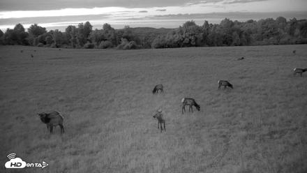 Tennessee Elk Live Webcam - May 2, 2026, 8:55pm EDT