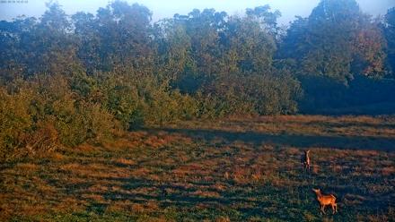 Tennessee Elk Live Webcam - Oct 14, 2025, 8:03am EDT