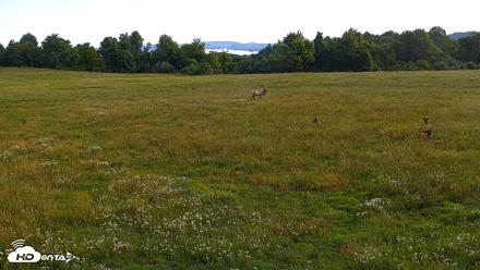 Tennessee Elk Live Webcam - Jun 2, 2026, 8:18am EDT