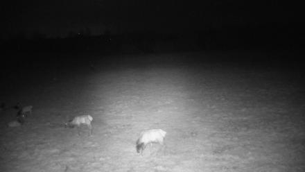 Tennessee Elk Live Webcam - Mar 21, 2026, 5:09am EDT