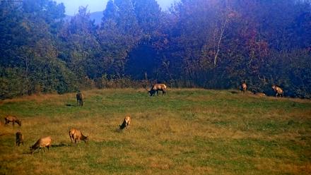 Tennessee Elk Live Webcam - Oct 22, 2025, 10:17am EDT