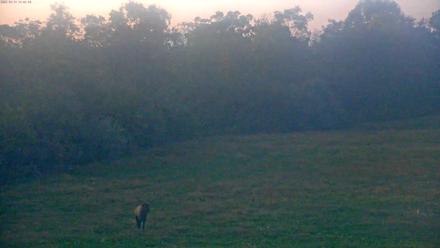 Tennessee Elk Live Webcam - Oct 13, 2025, 7:18pm EDT