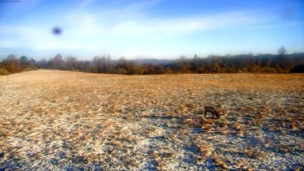 Tennessee Elk Live Webcam - Nov 11, 2025, 8:21am EST