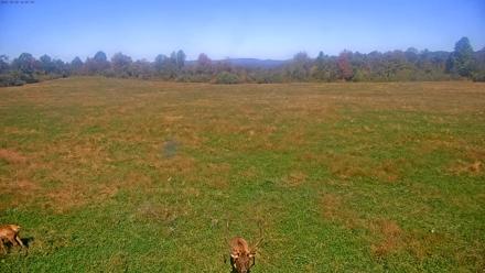 Tennessee Elk Live Webcam - Oct 20, 2025, 1:43pm EDT