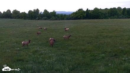 Tennessee Elk Live Webcam - May 13, 2026, 8:30pm EDT