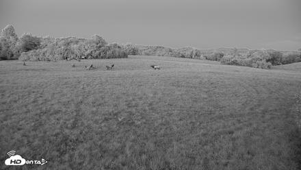 Tennessee Elk Live Webcam - Oct 8, 2026, 7:27pm EDT