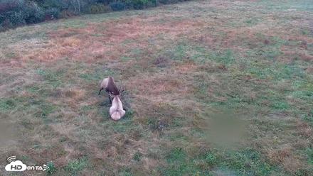 Tennessee Elk Live Webcam - Oct 17, 2026, 8:57am EDT