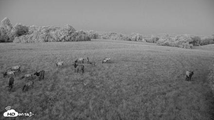 Tennessee Elk Live Webcam - Oct 7, 2026, 7:33pm EDT