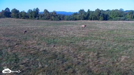 Tennessee Elk Live Webcam - Oct 8, 2026, 5:24pm EDT