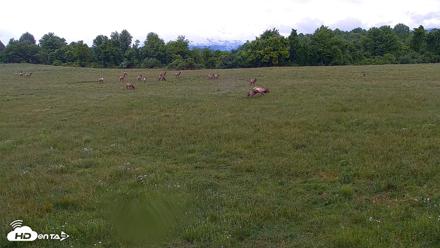 Tennessee Elk Live Webcam - May 11, 2026, 10:21am EDT