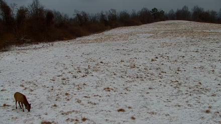 Tennessee Elk Live Webcam - Feb 23, 2026, 7:22am EST