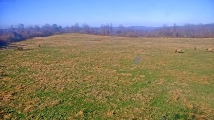 Tennessee Elk Live Webcam - Nov 23, 2025, 2:53pm EST