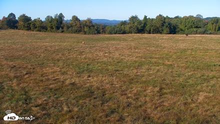 Tennessee Elk Live Webcam - Oct 8, 2026, 5:19pm EDT