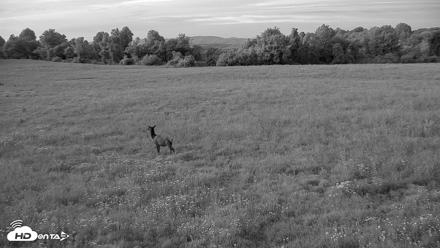 Tennessee Elk Live Webcam - Jun 7, 2026, 9:10pm EDT