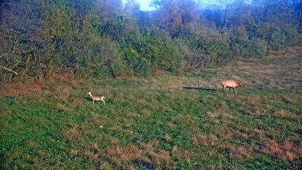 Tennessee Elk Live Webcam - Oct 23, 2025, 8:44am EDT