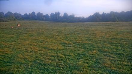 Tennessee Elk Live Webcam - Sep 17, 2025, 8:10am EDT