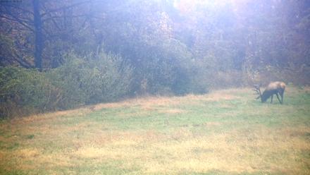 Tennessee Elk Live Webcam - Oct 27, 2025, 12:14pm EDT