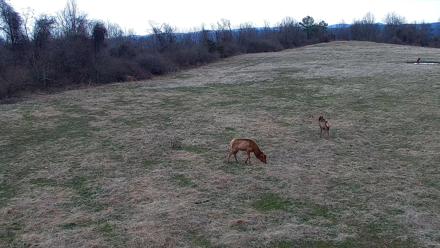 Tennessee Elk Live Webcam - Feb 21, 2026, 8:35am EST