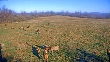 Tennessee Elk Live Webcam - Nov 17, 2025, 9:07am EST