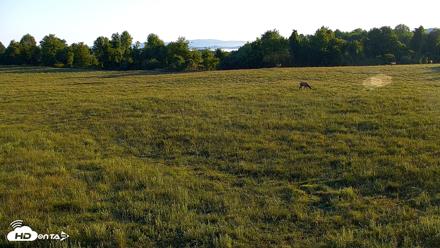 Tennessee Elk Live Webcam - May 3, 2026, 7:35am EDT