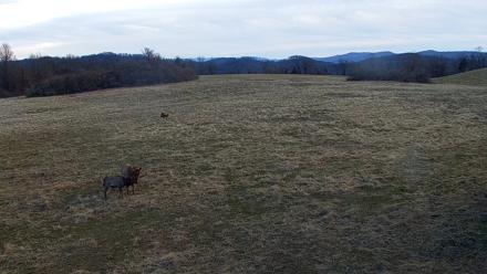 Tennessee Elk Live Webcam - Jan 18, 2026, 9:23am EST