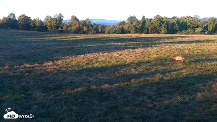 Tennessee Elk Live Webcam - Oct 13, 2026, 6:27pm EDT