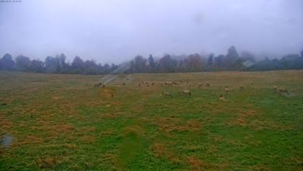 Tennessee Elk Live Webcam - Oct 27, 2025, 2:15pm EDT