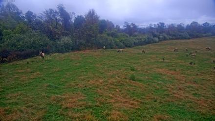Tennessee Elk Live Webcam - Oct 29, 2025, 8:44am EDT