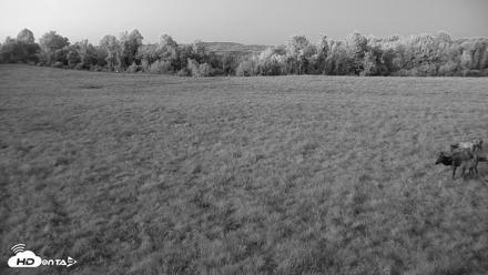 Tennessee Elk Live Webcam - Oct 7, 2026, 7:33pm EDT