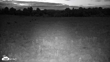 Tennessee Elk Live Webcam - Aug 2, 2026, 9:22pm EDT