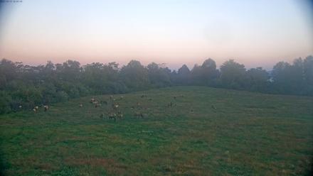 Tennessee Elk Live Webcam - Oct 13, 2025, 7:45am EDT