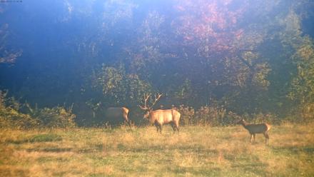 Tennessee Elk Live Webcam - Oct 22, 2025, 8:53am EDT
