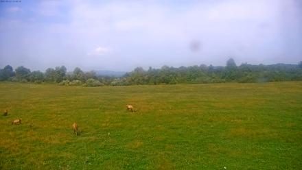 Tennessee Elk Live Webcam - Sep 22, 2025, 3:25pm EDT