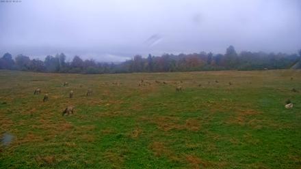 Tennessee Elk Live Webcam - Oct 27, 2025, 4:02pm EDT