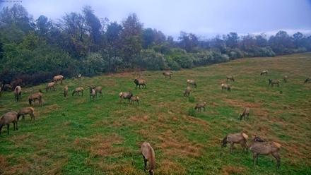 Tennessee Elk Live Webcam - Oct 29, 2025, 8:15am EDT