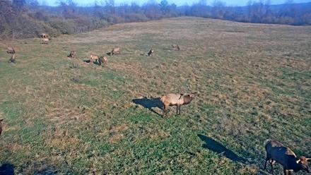 Tennessee Elk Live Webcam - Nov 17, 2025, 9:12am EST