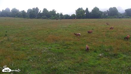 Tennessee Elk Live Webcam - Jun 19, 2026, 7:12am EDT
