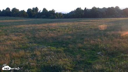 Tennessee Elk Live Webcam - Jun 12, 2026, 6:45am EDT