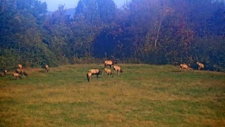 Tennessee Elk Live Webcam - Oct 22, 2025, 10:24am EDT