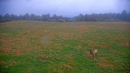 Tennessee Elk Live Webcam - Oct 19, 2025, 7:59am EDT