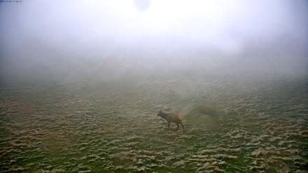 Tennessee Elk Live Webcam - Dec 2, 2025, 3:16pm EST