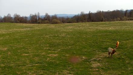 Tennessee Elk Live Webcam - Mar 21, 2026, 9:30am EDT