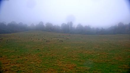 Tennessee Elk Live Webcam - Nov 3, 2025, 10:44am EST