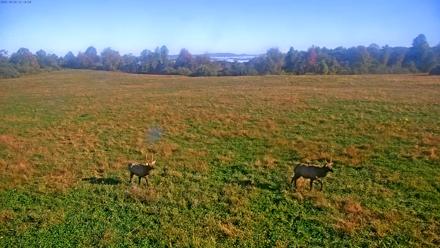 Tennessee Elk Live Webcam - Oct 20, 2025, 9:50am EDT