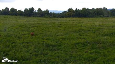 Tennessee Elk Live Webcam - Aug 6, 2026, 5:29pm EDT