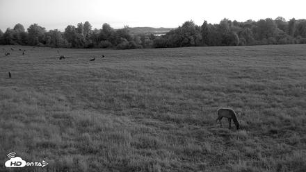 Tennessee Elk Live Webcam - May 3, 2026, 6:29am EDT